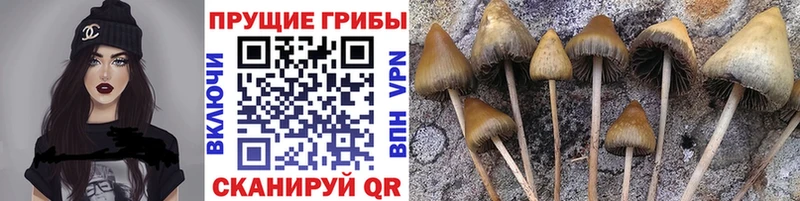 Галлюциногенные грибы Psilocybe  Купить закладки  Мышкин 